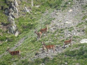 2021-08-20-cervi-in-Valmalza-14