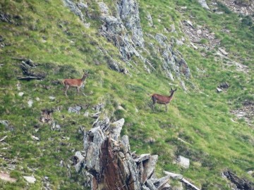 2021-08-20-cervi-in-Valmalza-19
