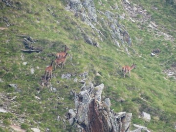 2021-08-20-cervi-in-Valmalza-24