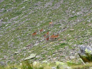 2021-08-20-cervi-in-Valmalza-25