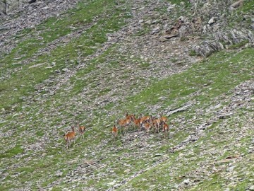 2021-08-20-cervi-in-Valmalza-27