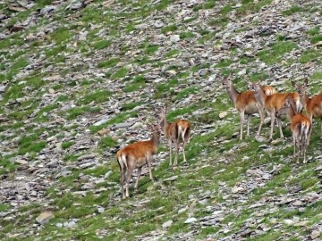 2021-08-20-cervi-in-Valmalza-28
