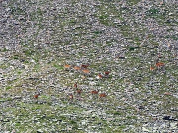 2021-08-20-cervi-in-Valmalza-30