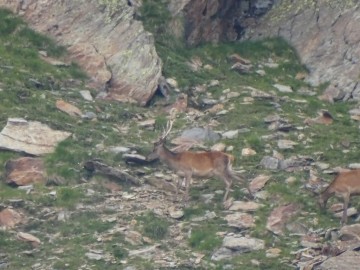 2021-08-20-cervi-in-Valmalza-31