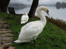 2014-11-09 lago Endine Cigni (4)