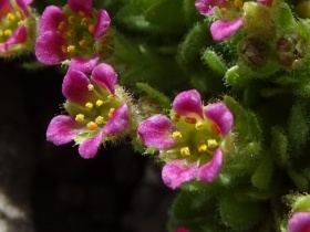 2016-08-03-Saxifraga-facchinii-Fradusta-41