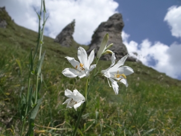 2019-06-16 cima Gavrdina dal Faggio (66)