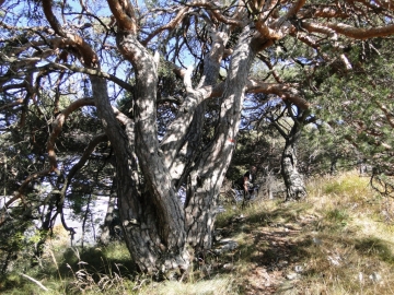 36 2011-10-29 Cime Nodice_Bal_Nara 048