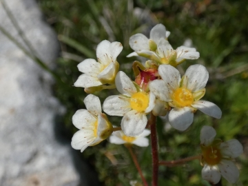 2019-07-13 cima Portule 038