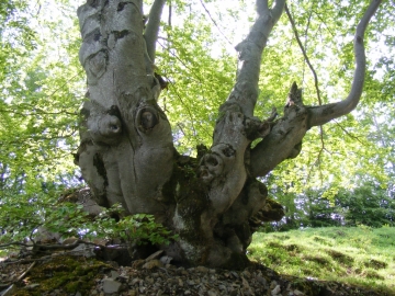 2009-05-17 Monte Tombea 078