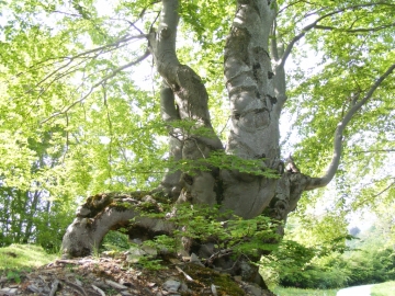 2009-05-17 Monte Tombea 079