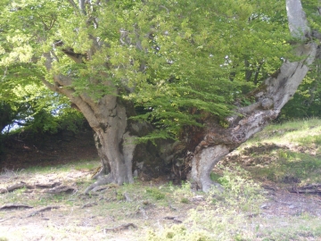 2009-05-17 Monte Tombea 082