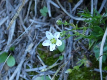 2019-08-08-cima-Trappola-142a