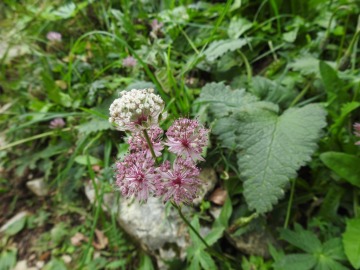 2019-08-08-cima-Trappola-147