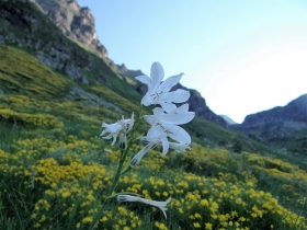 2018-07-01 cima Valpianella Benigni 009a