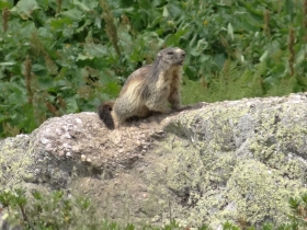 2018-07-01 cima Valpianella Benigni 067a