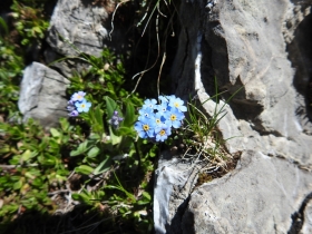2017-06-11 cima Venegiota e Primula tyrolensis (154)