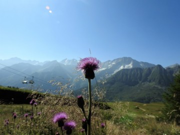 2023-07-15-cima-Cadi-Tonale-16