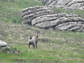 2018-06-06 Col Santo e Col Santino 048