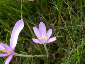 SAMSUNG DIGITAL CAMERA