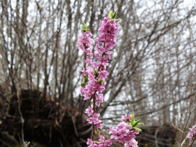 2018-04-15 passo Puria da Cadria 016