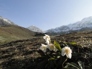 2011-04-03 Cornalba 035