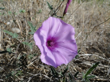 2011-09-02-Convolvulus-althaeoides-Sardegna-1