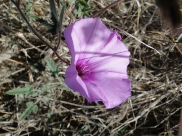 2011-09-02-Convolvulus-althaeoides-Sardegna-3