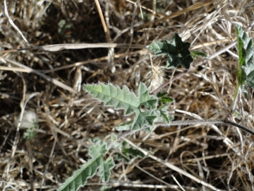 2011-09-02-Convolvulus-althaeoides-Sardegna-4