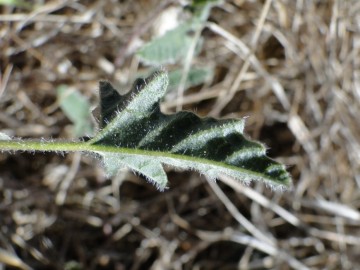 2011-09-02-Convolvulus-althaeoides-Sardegna-5