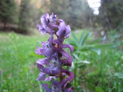 Corydalis cava