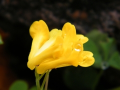 Corydalis lutea