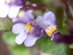 2008-03-22 pescarzo nistabol cymbalaria muralis (4)