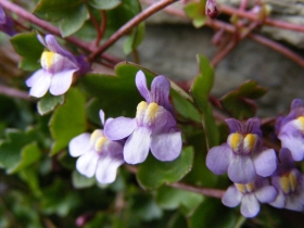 2008-03-22 pescarzo nistabol cymbalaria muralis (5)