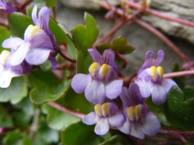 2008-03-22 pescarzo nistabol cymbalaria muralis