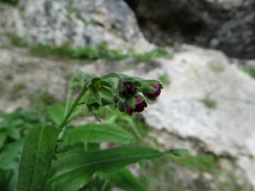 2014-07-05 Menna da Roncobello Cynoglossum officinale(11) - Copia