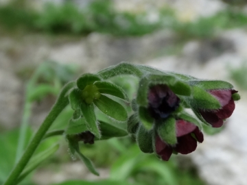 2014-07-05 Menna da Roncobello Cynoglossum officinale(11)