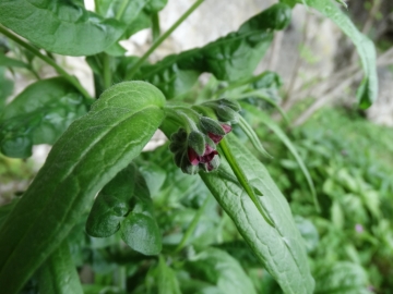 2014-07-05 Menna da Roncobello Cynoglossum officinale(12) - Copia