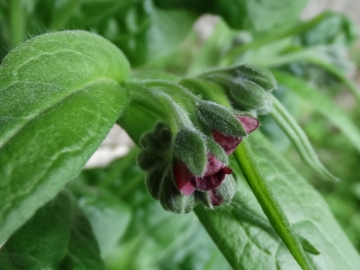 2014-07-05 Menna da Roncobello Cynoglossum officinale(12)