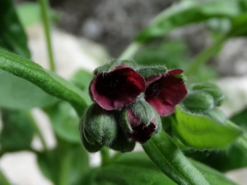 2014-07-05 Menna da Roncobello Cynoglossum officinale(13)