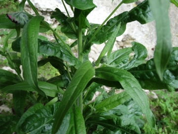 2014-07-05 Menna da Roncobello Cynoglossum officinale(14)
