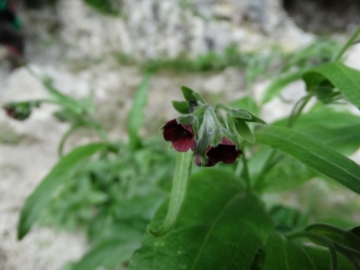 2014-07-05 Menna da Roncobello Cynoglossum officinale(15)