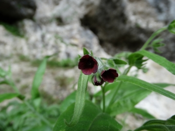 2014-07-05 Menna da Roncobello Cynoglossum officinale(17)