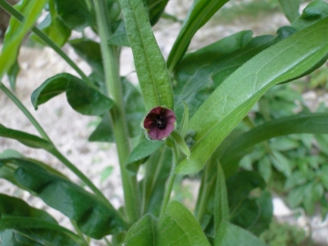 2014-07-05 Menna da Roncobello Cynoglossum officinale(19)