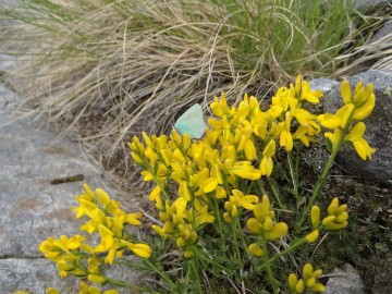 2020-06-01-Cytisus-pseudoprocumbens-1