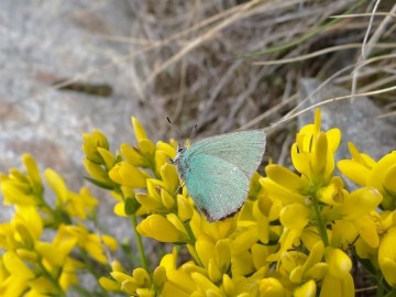 2020-06-01-Cytisus-pseudoprocumbens-4