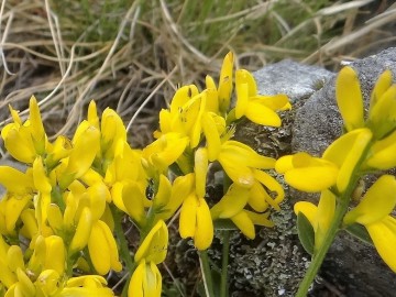 2020-06-01-Cytisus-pseudoprocumbens-5