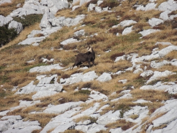 02 2012-11-24 valle scura Valzurio 059