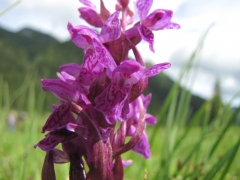 Dactylorhiza incarnata cruenta