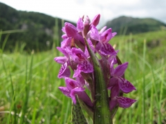 Dactylorhiza incarnata